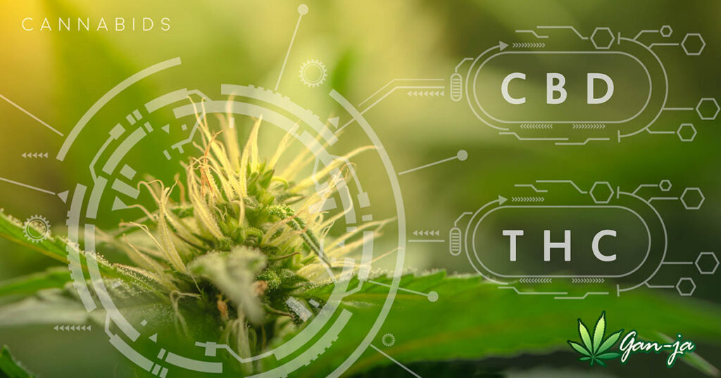 flowers and marijuana plants .CBD THC chemical structure formula